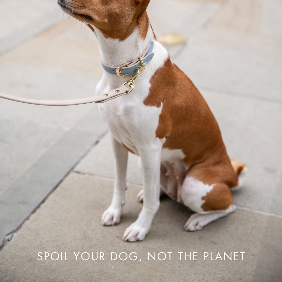 Collar - Air Tag Enabled - Vegan Leather - Cupertino